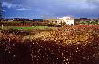 La maison d'hotes au milieu des vignes