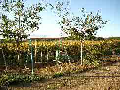 Portique pour enfants